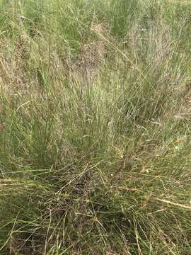 Image of Aristida scabrivalvis Hack.