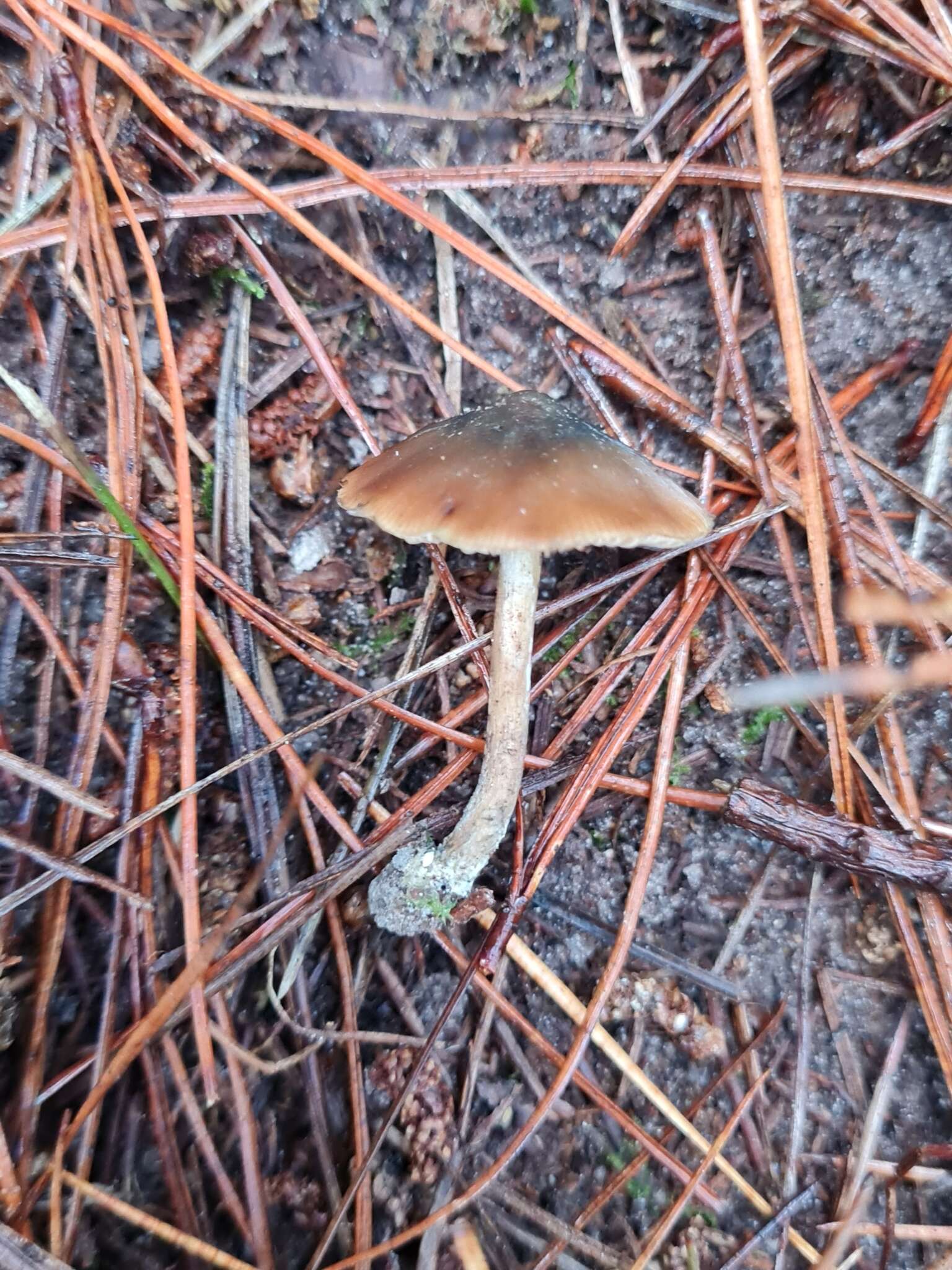 Image de Psilocybe aucklandiae Guzmán, C. C. King & Bandala 1991