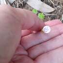 Image of Oxalis psilopoda Turcz.