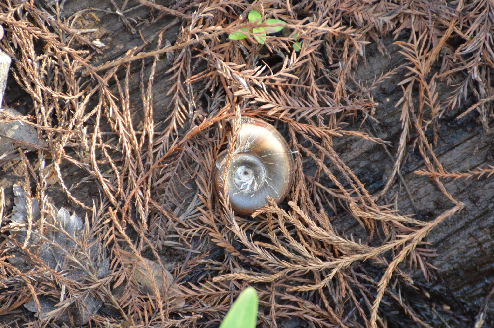 Image of Giant rams-horn snail