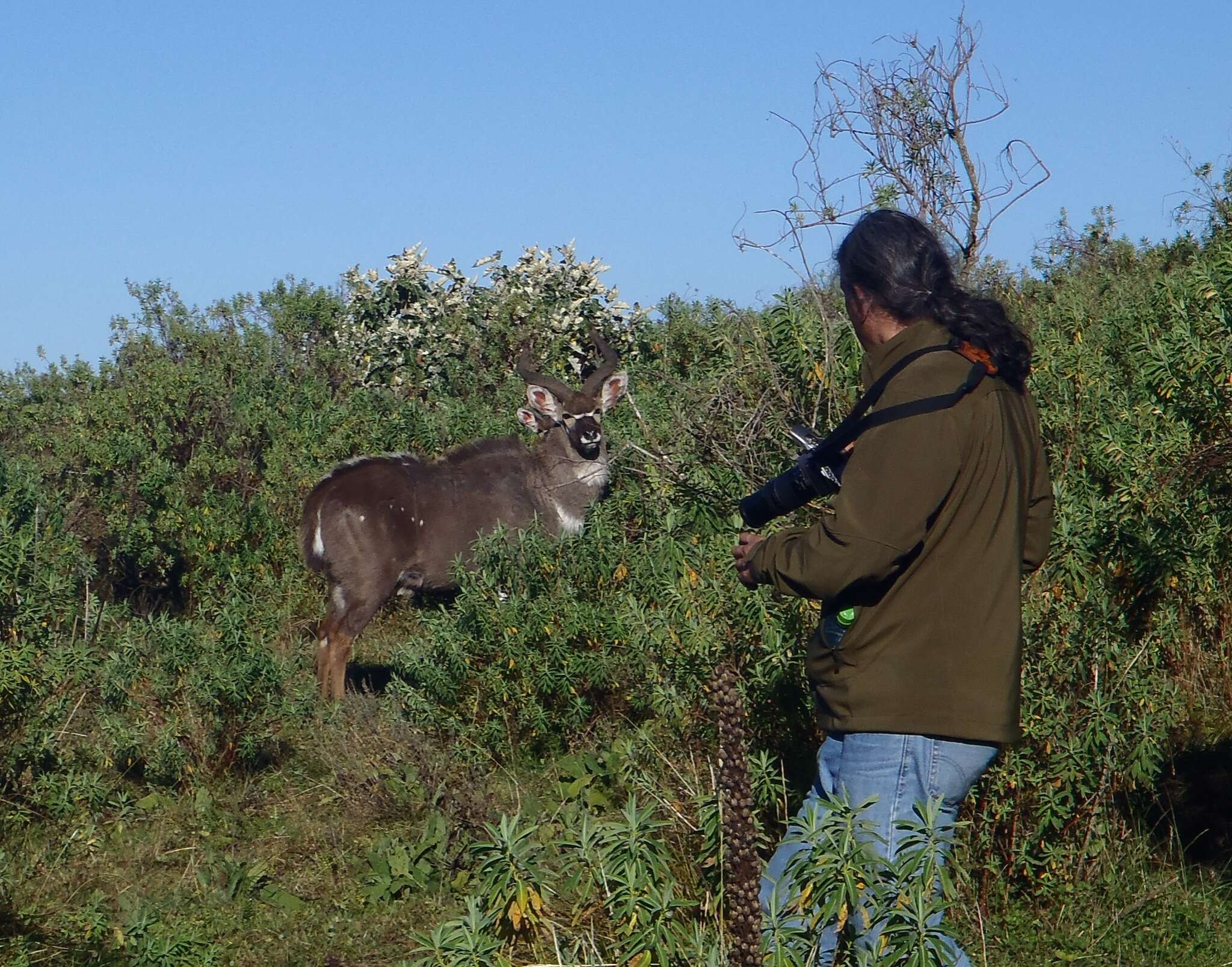 Image de Tragelaphus buxtoni (Lydekker 1910)