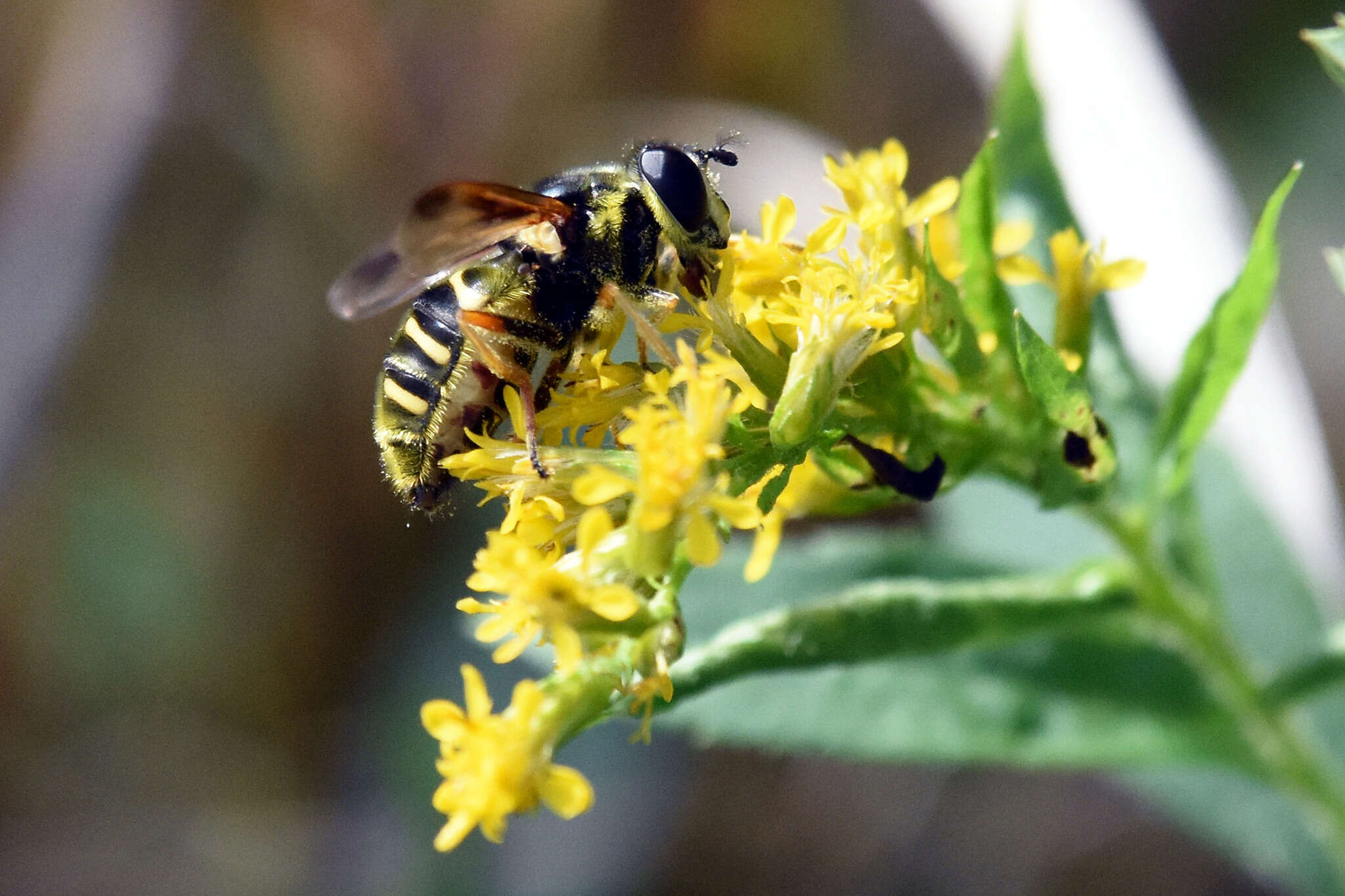 Image of Sericomyia chrysotoxoides Macquart 1842