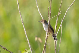 Image of Carruthers's Cisticola