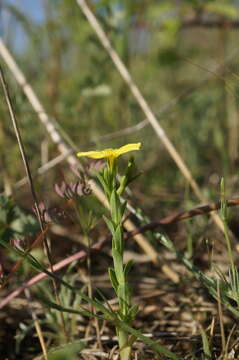 Image of Linum nodiflorum L.