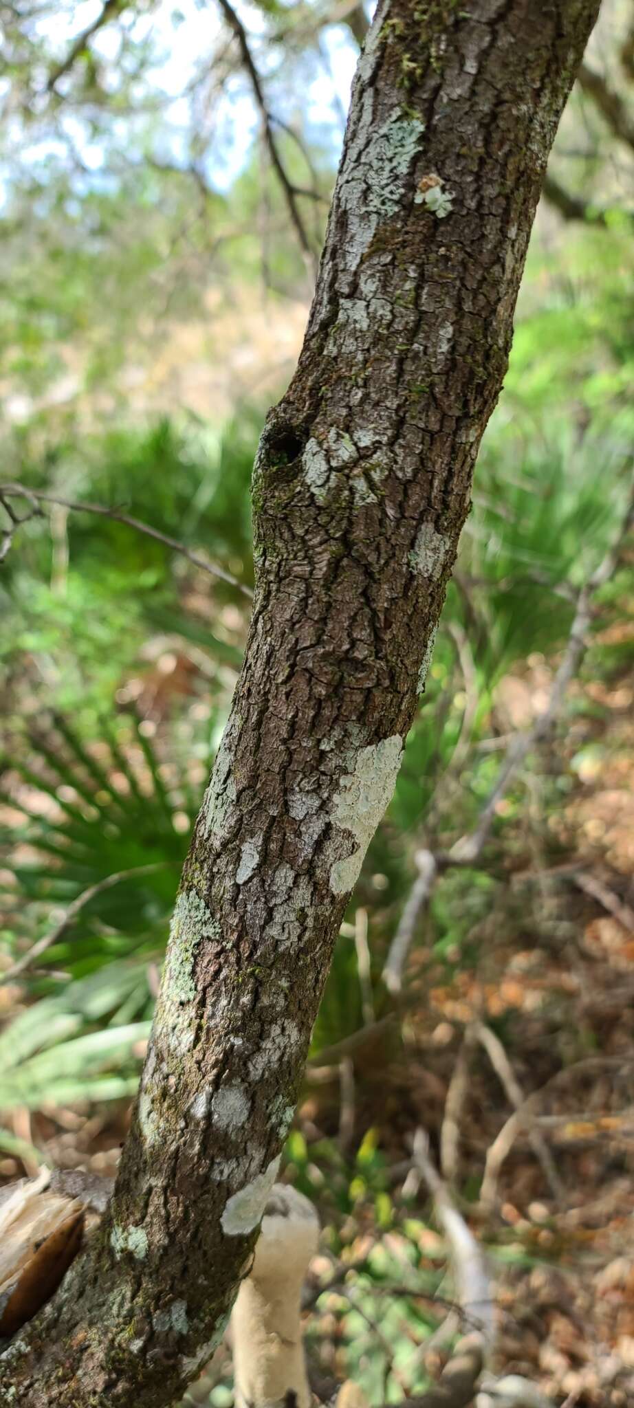 Image de Persea humilis Nash