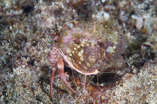 Image of jeweled anemone hermit