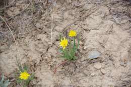 Plancia ëd Agoseris parviflora (Nutt.) D. Dietr.