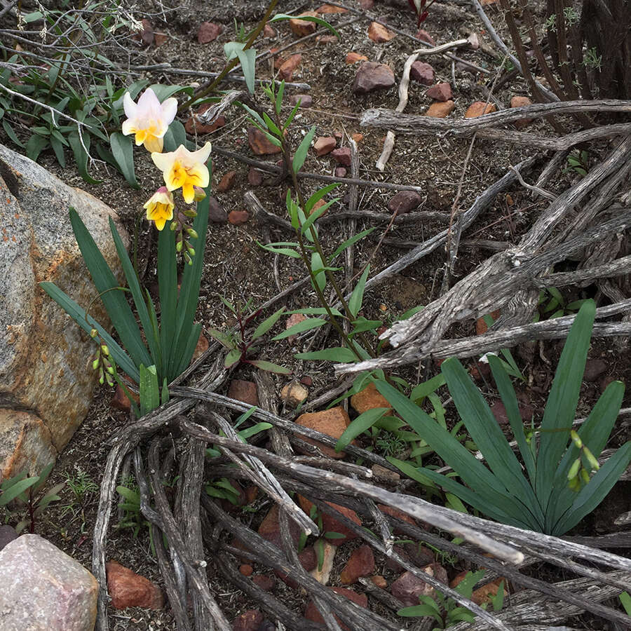 Image of Freesia occidentalis L. Bolus