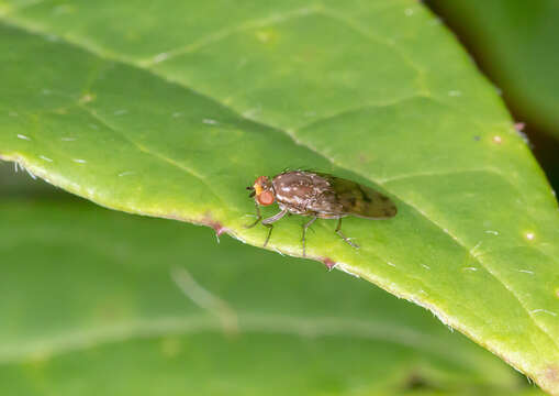 Image of Diplogeomyza hardyi McAlpine 1967