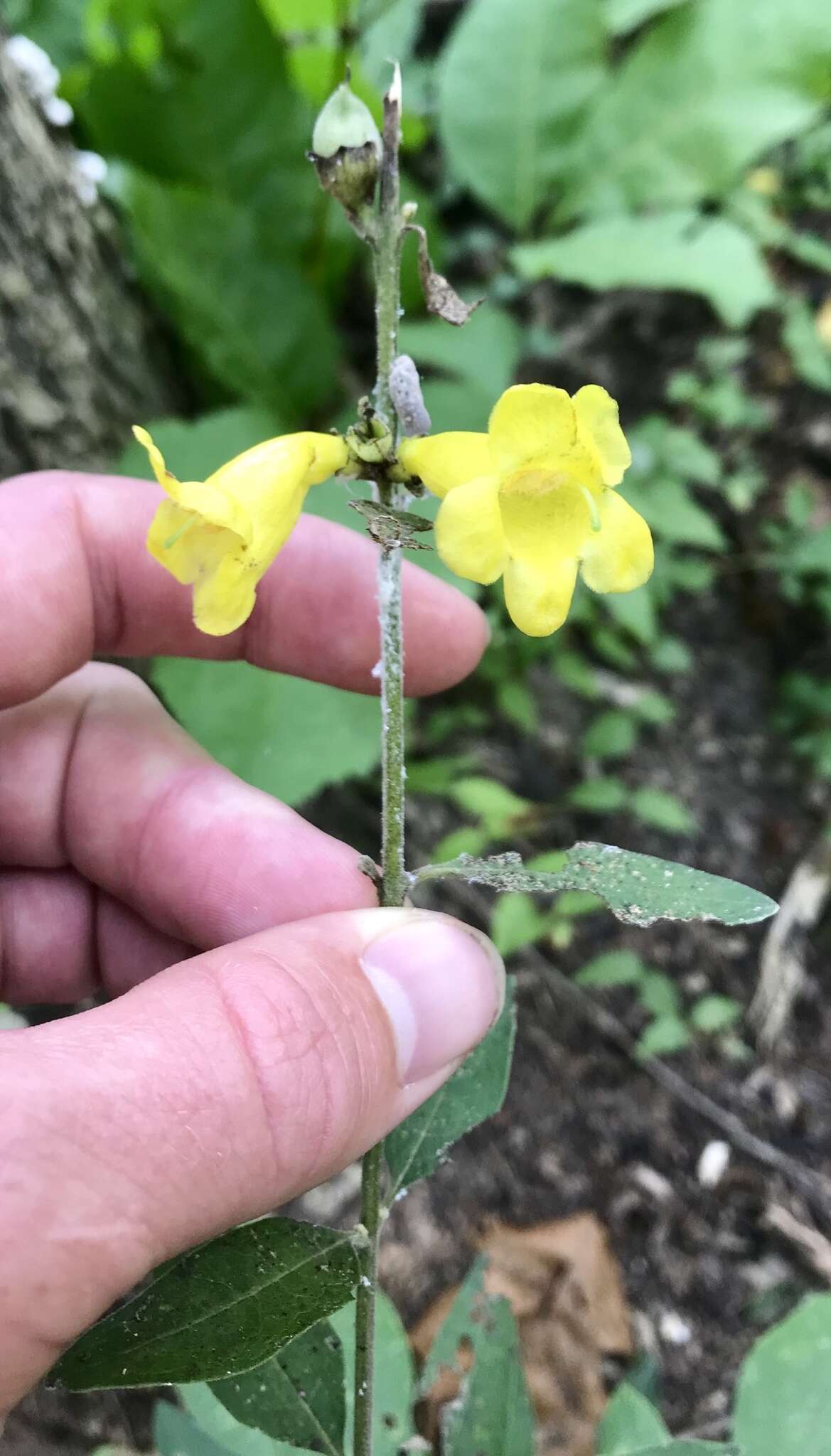 Image of downy yellow false foxglove