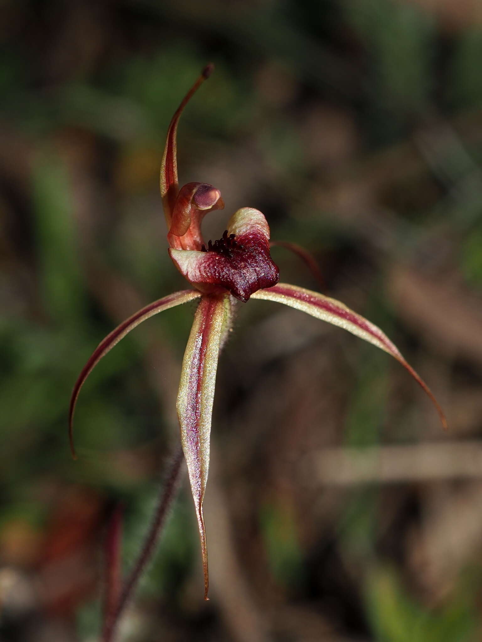 Image of Plain-lip spider orchid