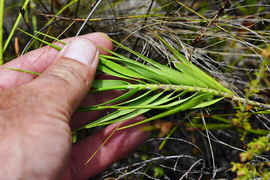 Imagem de Pseudopentameris obtusifolia (Hochst.) N. P. Barker