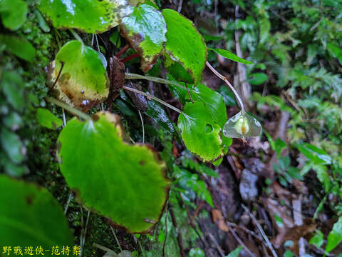 Image of Begonia ravenii C. I. Peng & Y. K. Chen