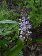 Image de Scilla haemorrhoidalis Webb & Berthel.