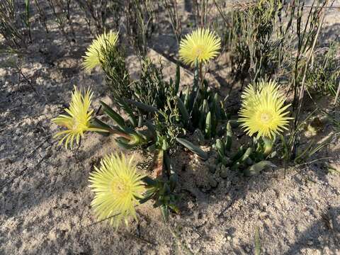 Cephalophyllum loreum (L.) Schwant. resmi