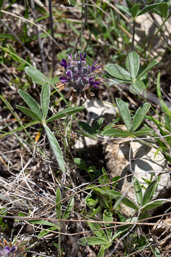 Psoralea hypogaea Torr. & A. Gray resmi