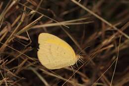 Слика од Eurema herla (Macleay 1826)