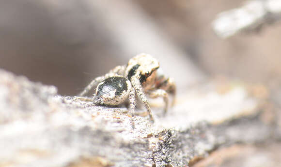 Image of Habronattus tranquillus (Peckham & Peckham 1901)