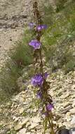 Image of Canterbury Bells