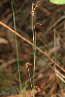 Image of Hypolaena exsulca R. Br.