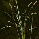 Image of Gaping Grass