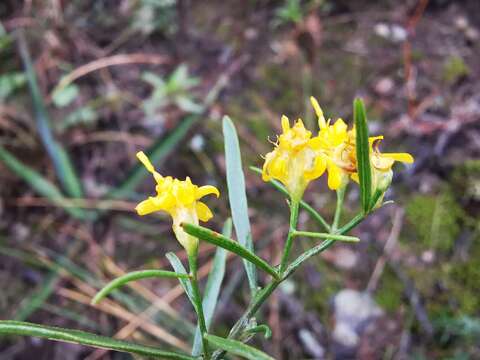 Image of Gutierrezia grandis S. F. Blake