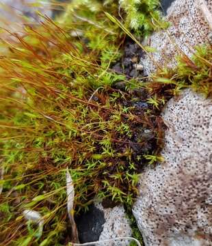 Plancia ëd Bryoerythrophyllum