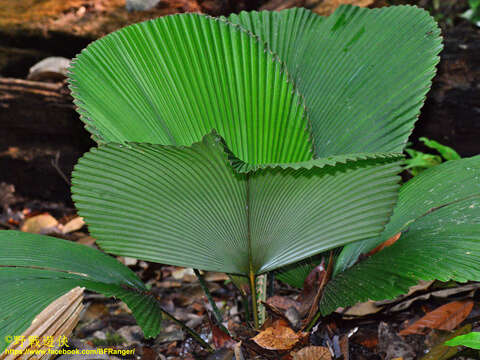 Image of Licuala orbicularis Becc.