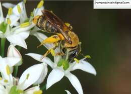 Image of Andrena chengtehensis Yasumatsu 1935