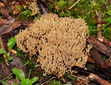 Phaeoclavulina flaccida (Fr.) Giachini 2011 resmi