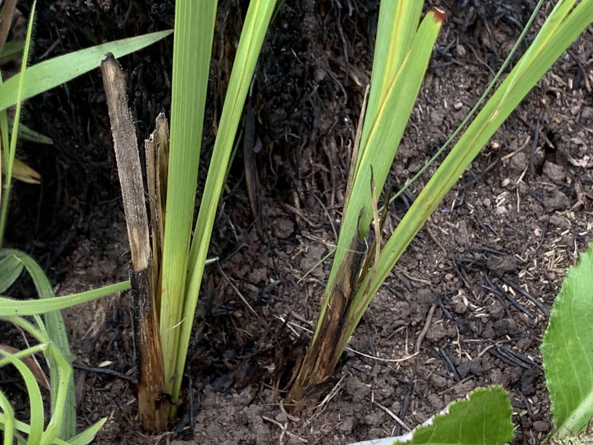 Image of Dierama argyreum L. Bolus