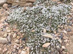 Image of mat prickly phlox