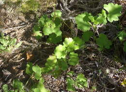 Image of Cineraria lobata subsp. lobata