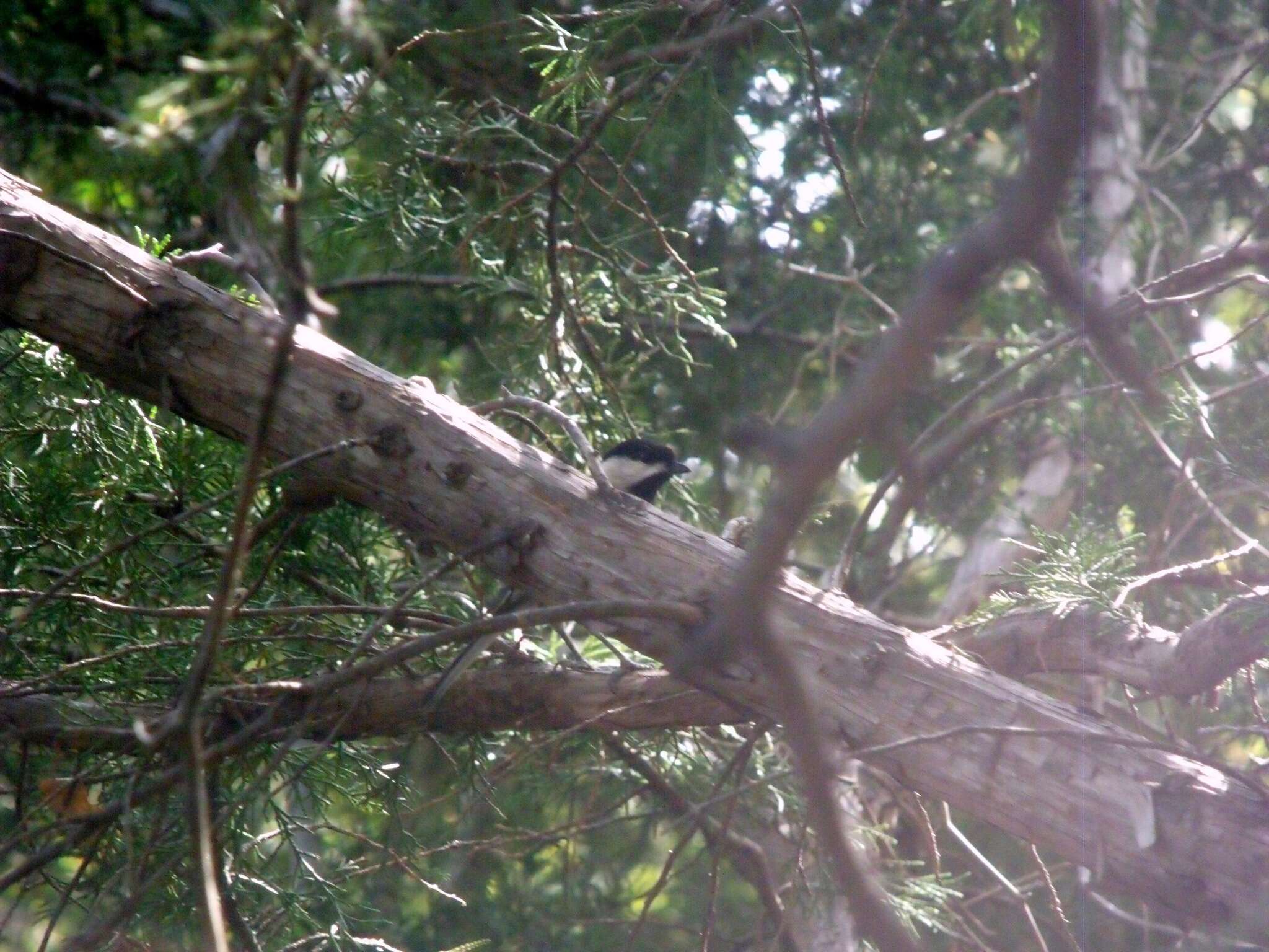 Image of Carolina Chickadee