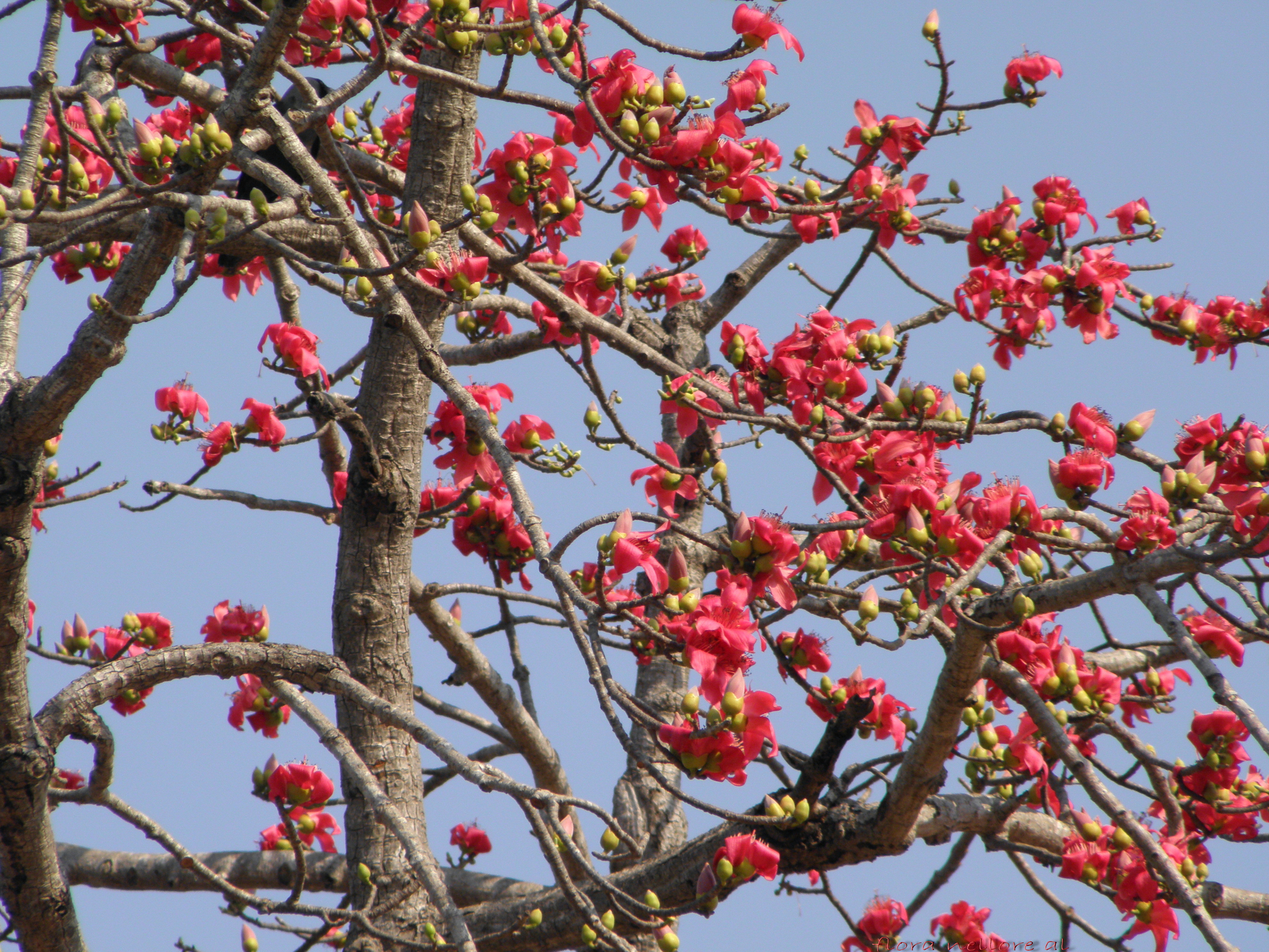 Silk Cotton Tree Encyclopedia Of Life