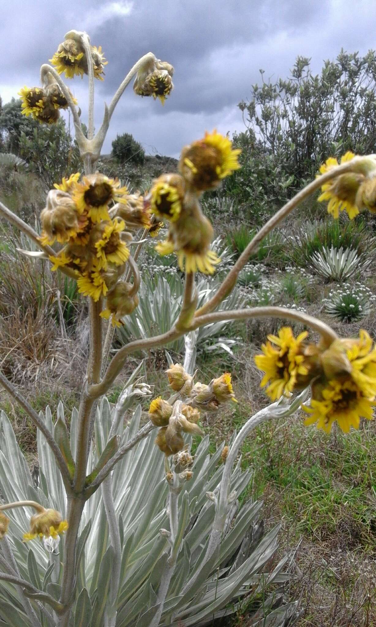 Image of Espeletia argentea Humb. & Bonpl.