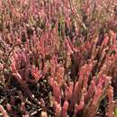 Image of Salicornia meyeriana Moss