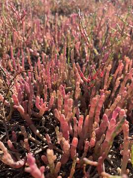 Image of Salicornia meyeriana Moss