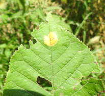 Plancia ëd Polystigma fulvum Pers. ex DC. 1815