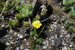 Image of Portulaca hirsutissima Cambess.