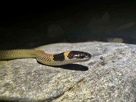 Image of Red-naped Snake