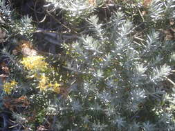 Image of Hubertia tomentosa Bory