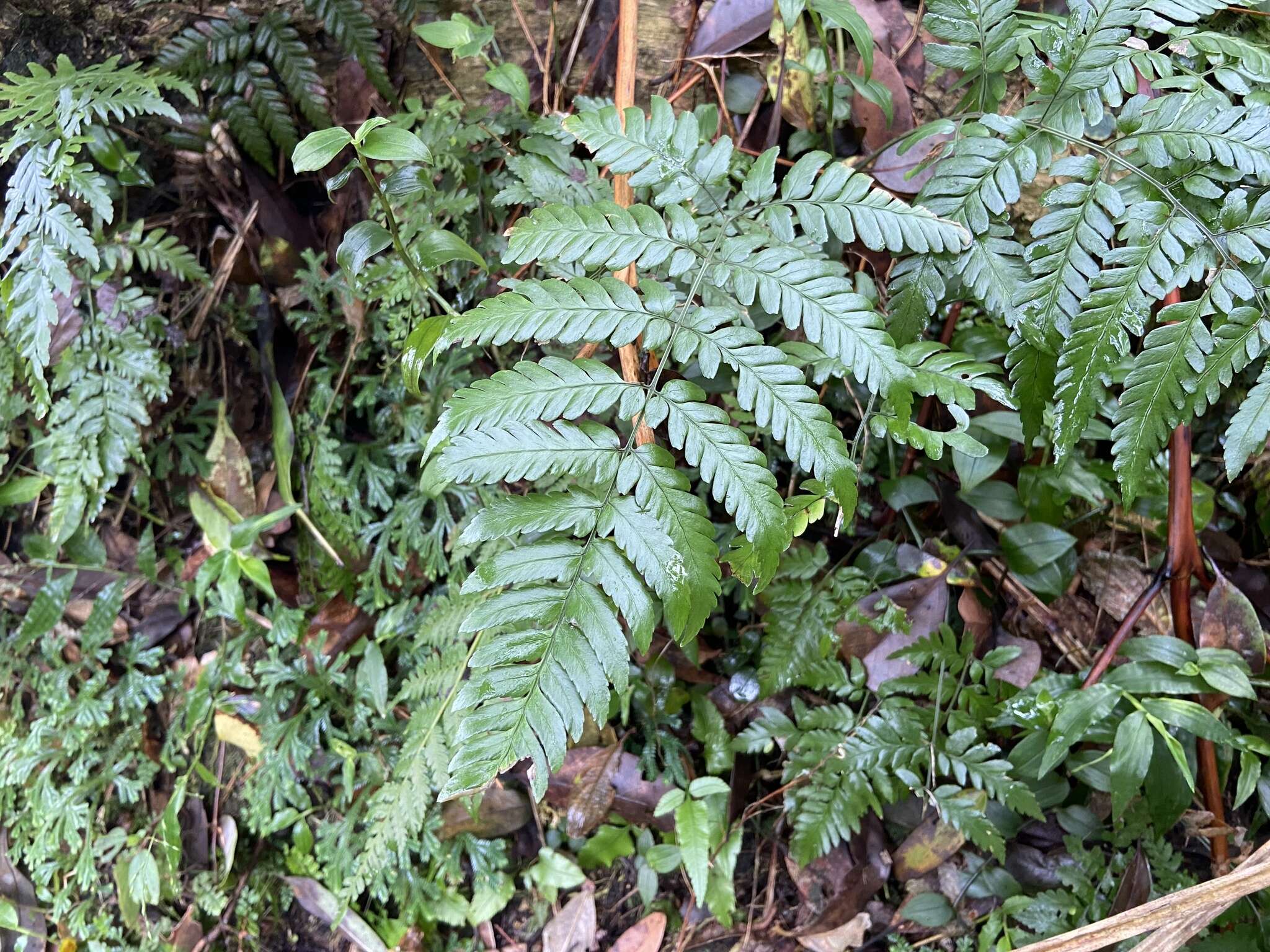 Image of Dryopteris polita Rosenst.