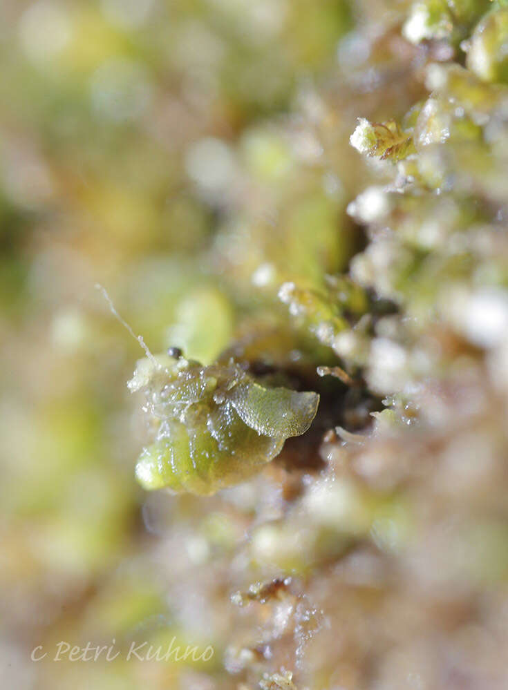 Image of Odontoschisma denudatum (Mart.) Dumort.