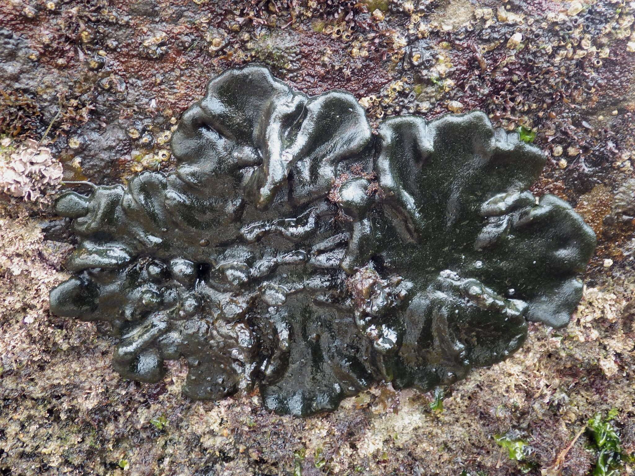 Image of Codium adhaerens