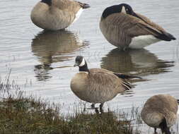 Image of Branta hutchinsii taverneri Delacour 1951