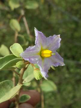 Image of Solanum toliaraea W. G. D' Arcy & A. Rakotozafy
