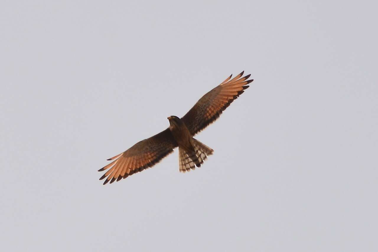 Image of Grasshopper Buzzard