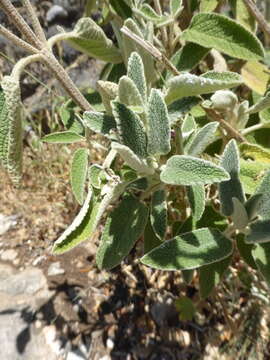 Image of Phlomis purpurea L.