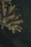 Imagem de Acropora spathulata (Brook 1891)